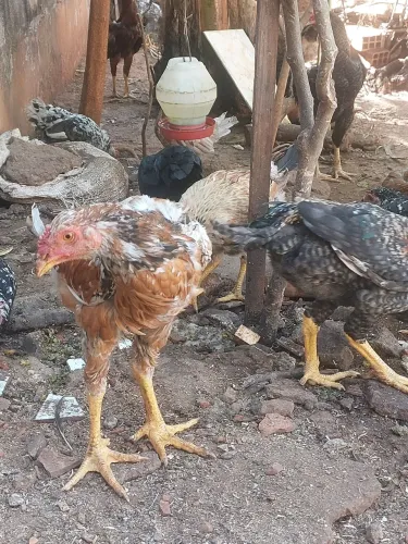 Frangos, Galos e Galinhas Caipiras 
