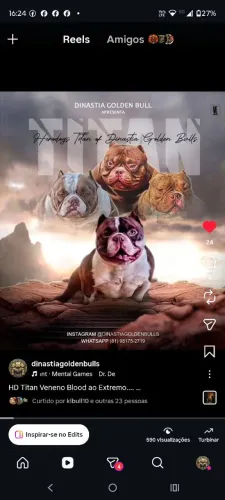 American bully cobertura de femeas