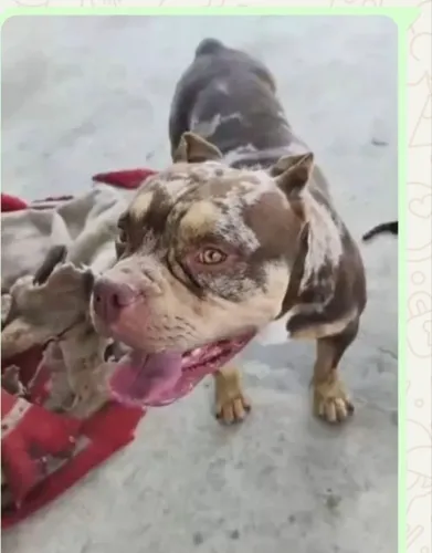 cachorro