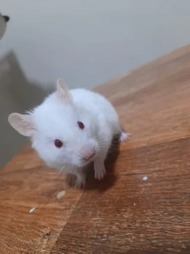 doação de roedor/ hamster
