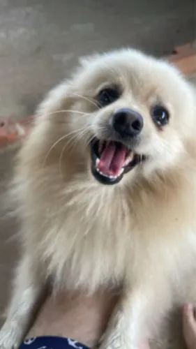 Doação lulu da Pomerania - Pingo