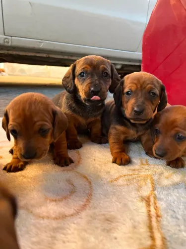 Basset Dachshund Puro (Salsicha)