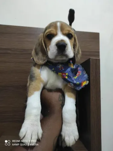? Todo coração merece companhia.