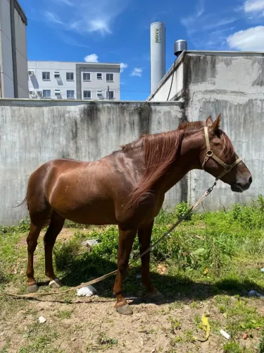 Vendo cavalo tostado, de carroça e charrete, gordo bem cuidado, tratado só com ração turf