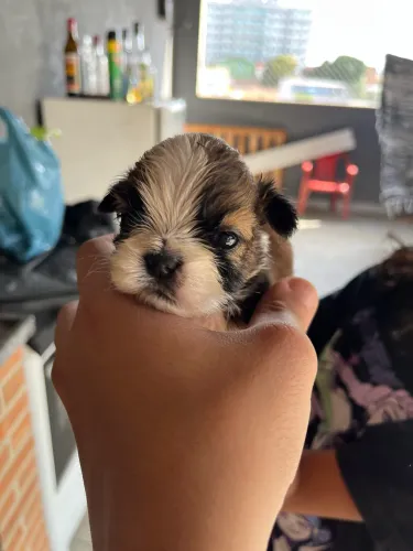 Filhotes de SHIH TZU