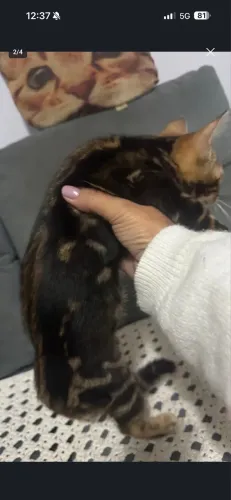 GATA BENGAL
