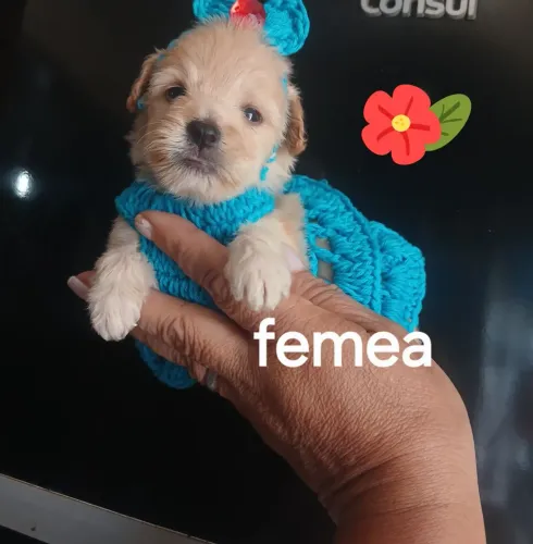 Poodle toy macho e femea