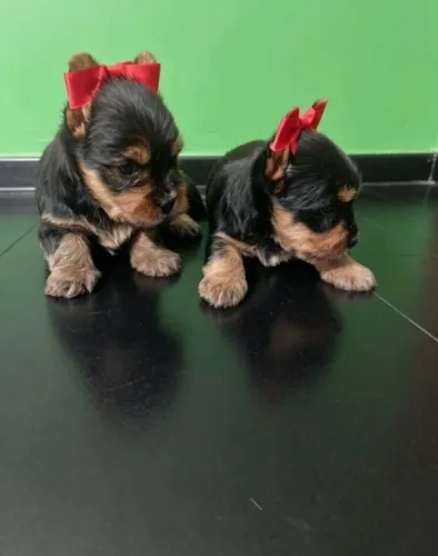 Pequeno Yorkshire Terrier encantador