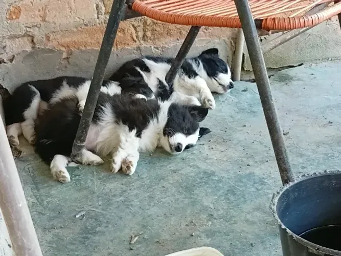 Cachorro