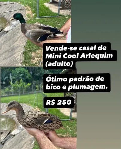 Casal de Marreco Mini Cool