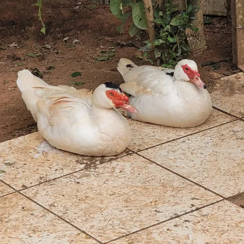 Patos