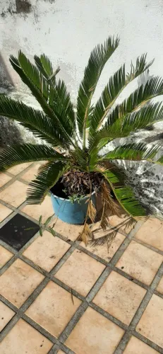 Planta Cica