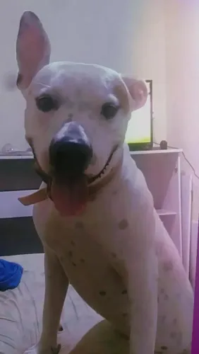 Doando cachorra Pitbull porte grande