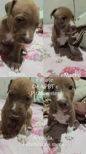 Filhote de Pitbull 100% Raça