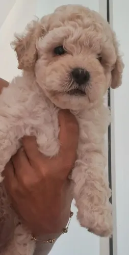 Cachorro macho da raça poodle