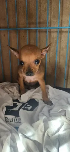 Pinscher fêmea 0