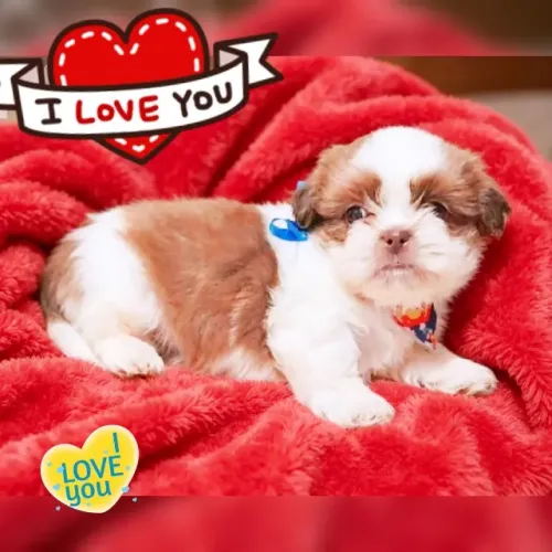 Filhote de Shih tzu macho branco e chocolate.
