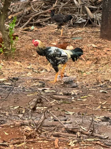 Frango caipira adulto grande