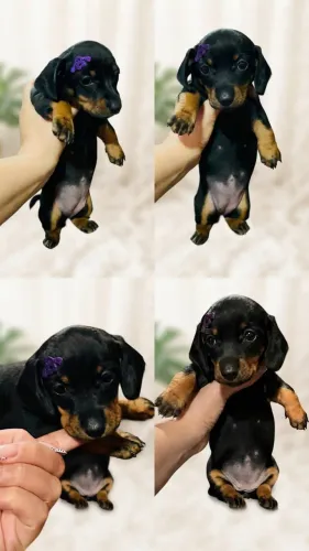 Fêmeas - Dachshund/ Teckel/ Basset