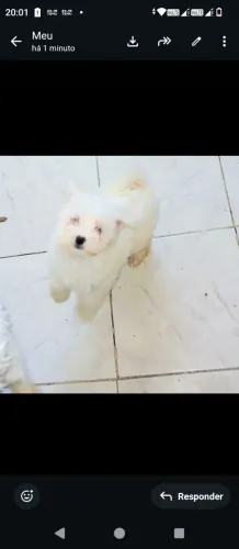 Cachorro maltês fêmea filhote