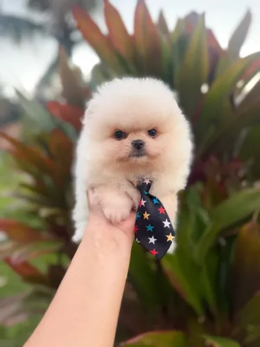 LULU DA POMERANIA ALTO PADRÃO!!!