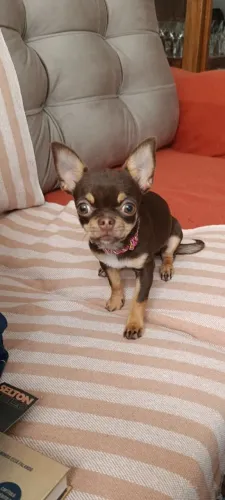 Vendo Chihuahua bibelô 5 meses. Ciclo de vacinação completo 