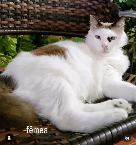 Gatos castrados para adoção