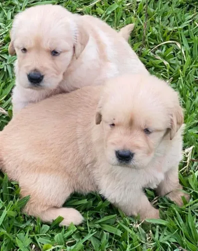 Casal de Golden Retriever disponível