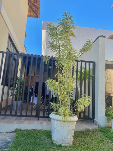 Dracena 1,90cm