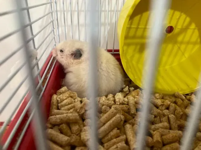 Vendo Lindos Hamsters Sírios