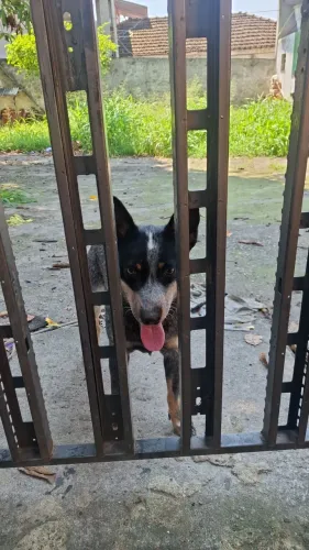 Doação de cachorro