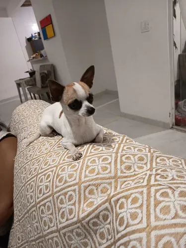 Chihuahua