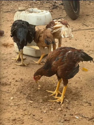 VENDO 4 FRANGOS CAIPIRA