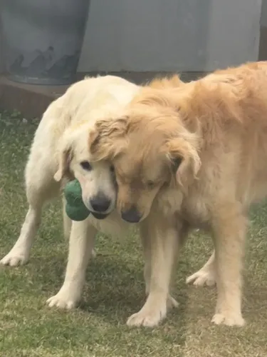 Golden retriver 