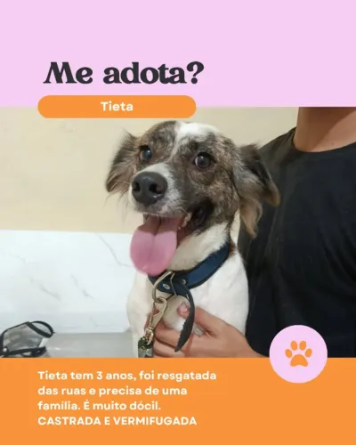 Adoção Responsável