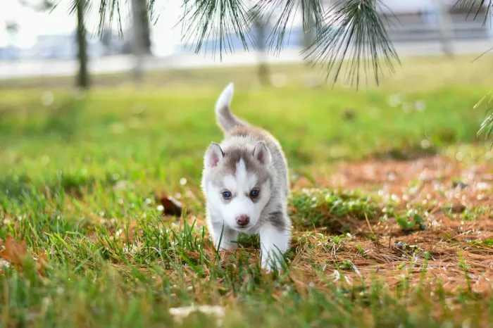 Husky siberiano Seu novo amigo já está pronto para prestigiar sua mãe