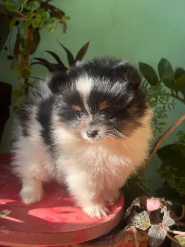 Filhote de Spitz alemão Lulu