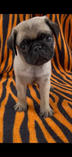 Pug macho 