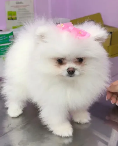 Doação Lulu da Pomerânia 