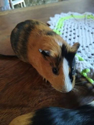 PORQUINHO DA ÍNDIA