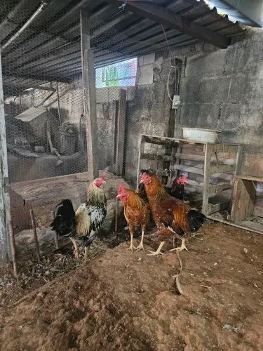 Galos novos