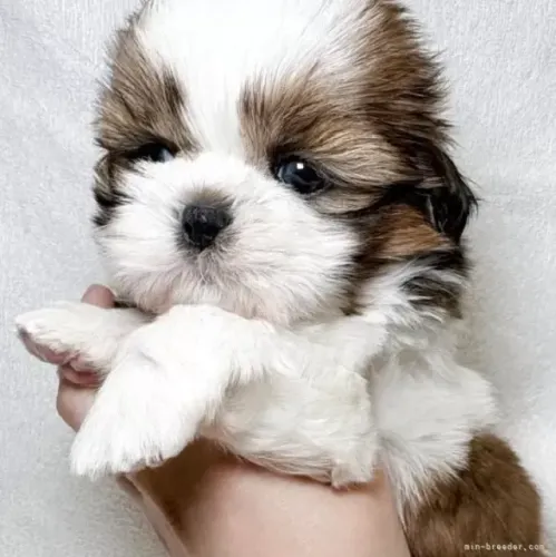 Cachorro Macho e Fêmea Vacinados Shih tzu/shitzu São Paulo