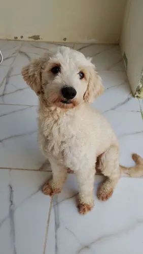 Doação de cachorro ?