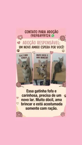 Gatinha Bela