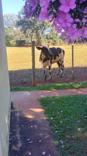 Vendo novilha