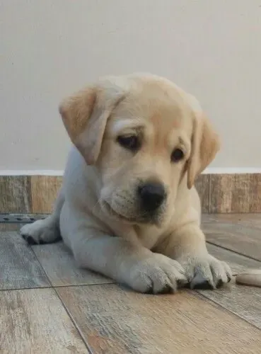 Labrador Retriever - Um Cachorro Encantador Esperando Por Você 