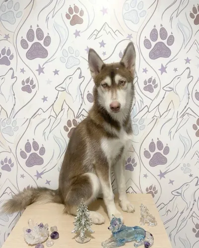 Vendo 2 Husky femea