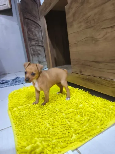 Pinscher filhotes