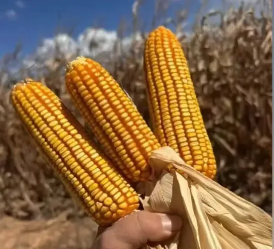 VENDA DE PRODUTOS AGRÍCOLAS