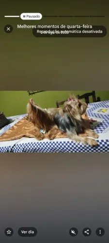 Yorkshires Machos 